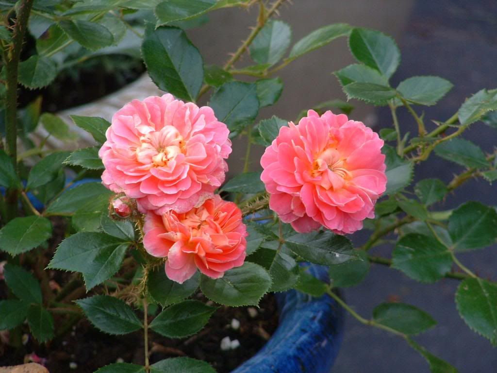 Treasure Trail photo 064_zps5871f389.jpg